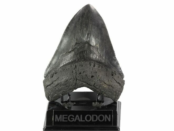 Fossil Megalodon Tooth - Georgia #121158